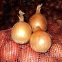 Картофель, Лук, Морковь, Свекла, Капуста. Доставка. Скидки!