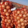 Продаем свой собственноручно выращенный картофель немецких отборных сортов (очень вкусная, разва