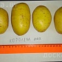 Картофель сорт "Королева Анна" поздний сорт отлично для хранения. Картофель средний не мелкий,