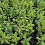 Продаём ель голубую (picea pangens), сорт Glauka Misti Blue, с закрытой корневой системой. Это в
