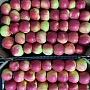 Оптовая продажа яблок