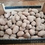 Картофель столовый. Гала, Волат, Манифест(калибр 5+) Без болезней, только опт до 10 тонн за отгр