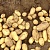 Продадим излишки домашнего картофеля с бесплатной доставкой по Минску. Сорт "Королева Анна" чи
