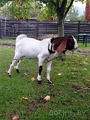 Англ. нубийский козел 75% и 25%камори от элитных родителей. Возраст 1год. Приглашает на вязку.