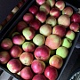 Продам картофель собственного производства. Сорт "Коломбо". Шкурка желтого цвета, в разрезе крем