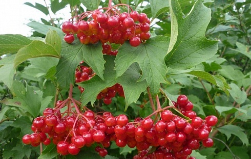 Калина 