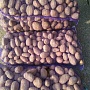 Продам домашний картофель. Доставка Минск (все районы), Минский р-н( по договоренности. Звоните,