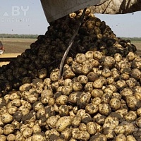 Излишки своего картофеля. Сорта "Бриз" и "Ласунок". Год был урожайным. Картошечка вышла очен