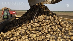 Излишки своего картофеля. Сорта "Бриз" и "Ласунок". Год был урожайным. Картошечка вышла очен