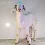 Продаём англо-нубийскую 75% козочку по кличке Вишня. Родилась 3.11.2023 одна в окоте. Прокол