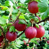 Крыжовник Салют