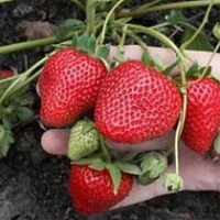 Клубника.Саженцы.