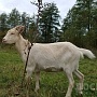 Покрытая 10-месячная коза зааненско-альпийской породы. Высокие удои и очень вкусное молоко у мат