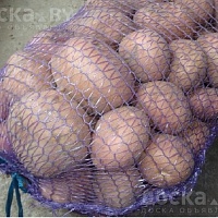 Продам ранний картофель выращенный на частном подворье. Сорт (Уладар). Великолепные вкусовые кач