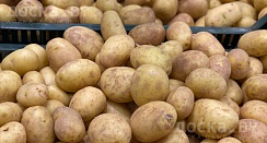 Продам картофель. Чистый, без парши и проволочника, сорта: Королева Анна, Уладар и Гала. Великол