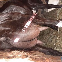 Нубийская коза