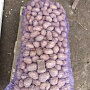 Продам домашний картофель. Сорта: Вектор, Мадейра, Янка, Винета, Скарб. Доставка по всем районам