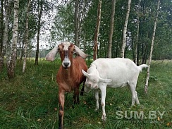 Козье молоко , сыр , творог