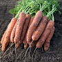 Продам излишки своего картофеля. Привезу и занесу куда нужно будет. Доставка по Минску от одной