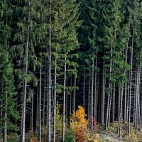Ель