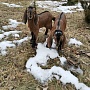 Продам двух 93.75% англо-нубийских козочек. Родились 18.02.2022 в тройне. Обезрожены, витаминизи
