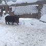 Продаются поросятяа, мама кармал, папа венгерская мангалица, 9 недель, кушают самостоятельно, кр