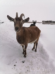 Козы- альпийки, возраст 2 года, по одному окоту, пока не покрытые, доятся, после окота давали по