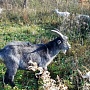 Продаётся козел тогенбурец: 8-месячный здоровый ухоженный козёл, высокая молочная наследственнос