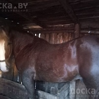 Куплю коней, Живым иили убойным весом по хорошим ценам , звоните, приедем в любое удобное для