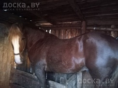 Куплю коней, Живым иили убойным весом по хорошим ценам , звоните, приедем в любое удобное для