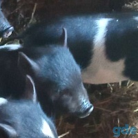 Поросята вьетнамские