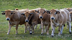 Купим крупно рогатый скот любой живым и убойным весом.