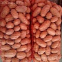 Продам домашний картофель. Сорт скарб, уладар. Крупный, среднеразваристый. Обладает отличными вк