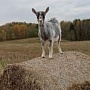 Козочка