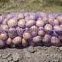 Продам излишки своего картофеля. Сорт "Бриз". Год был урожайным. Картошечка вышла очень хоро