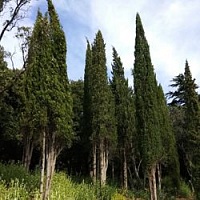 Кипарис