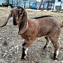 Продам 100% англо-нубийскую козочку. Родилась 16.02.2022.Обезрожена , витаминизирован, выпаивает