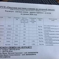 Семена яровых зерновых культур