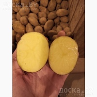 Продам излишки своего картофеля. Сорт "Гала". Год был урожайным. Картошечка вышла очень хоро