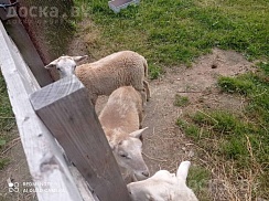 Продам Кросс катумских овец (все линяют) 2 ярочки и баранчик в возрасте по 4 месяца. Ручные стри