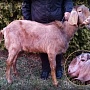 Продаём англо-нубийского 75% козлика. Родился 9.03.2022. Комолый. Рыжего окраса, лунно-пятнистый