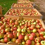 Продам свежие яблоки сортов лостер, Лиголь, Чемпион, Айдаред, Голден