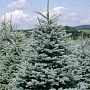 Продаём ель голубую (picea pangens), сорт Glauka Misti Blue, с закрытой корневой системой. Это в