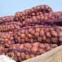 Продам домашний картофель, сорт Гала, с бесплатной доставкой по Минску, с подъёмом на этаж. Отли