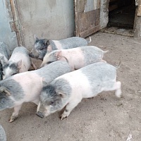 Продам поросят вьетнамской породы. Привиты