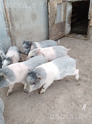 Продам поросят вьетнамской породы. Привиты