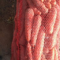 Продается морковь от производителя по цене 0, 70 бел. руб/кг без Ндс партиями до 2 тонн. Только