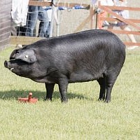 Крупная черная