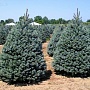Продаём ель голубую (picea pangens), сорт Glauka Misti Blue, с закрытой корневой системой. Это в