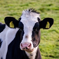 Закупаем: быков, коров, телят от 50 до 100 кг. Очень дорого. Работаем с частниками и с организац